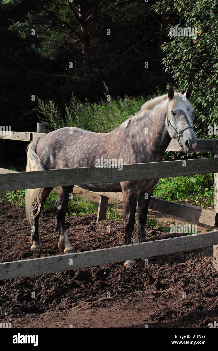 Portrait cheval blanc Banque D'Images