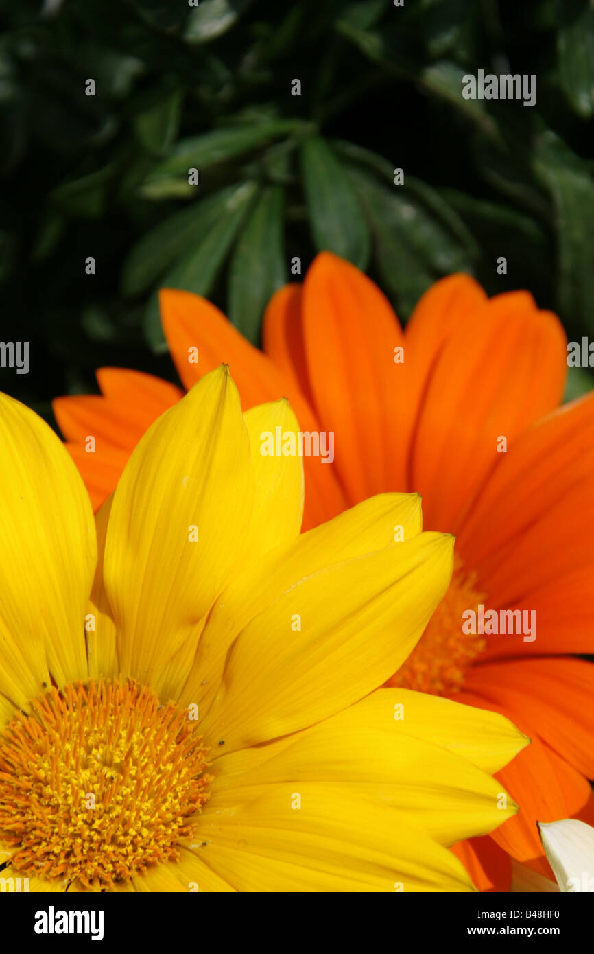 Fleurs jaune et orange en jardin à Sun Banque D'Images