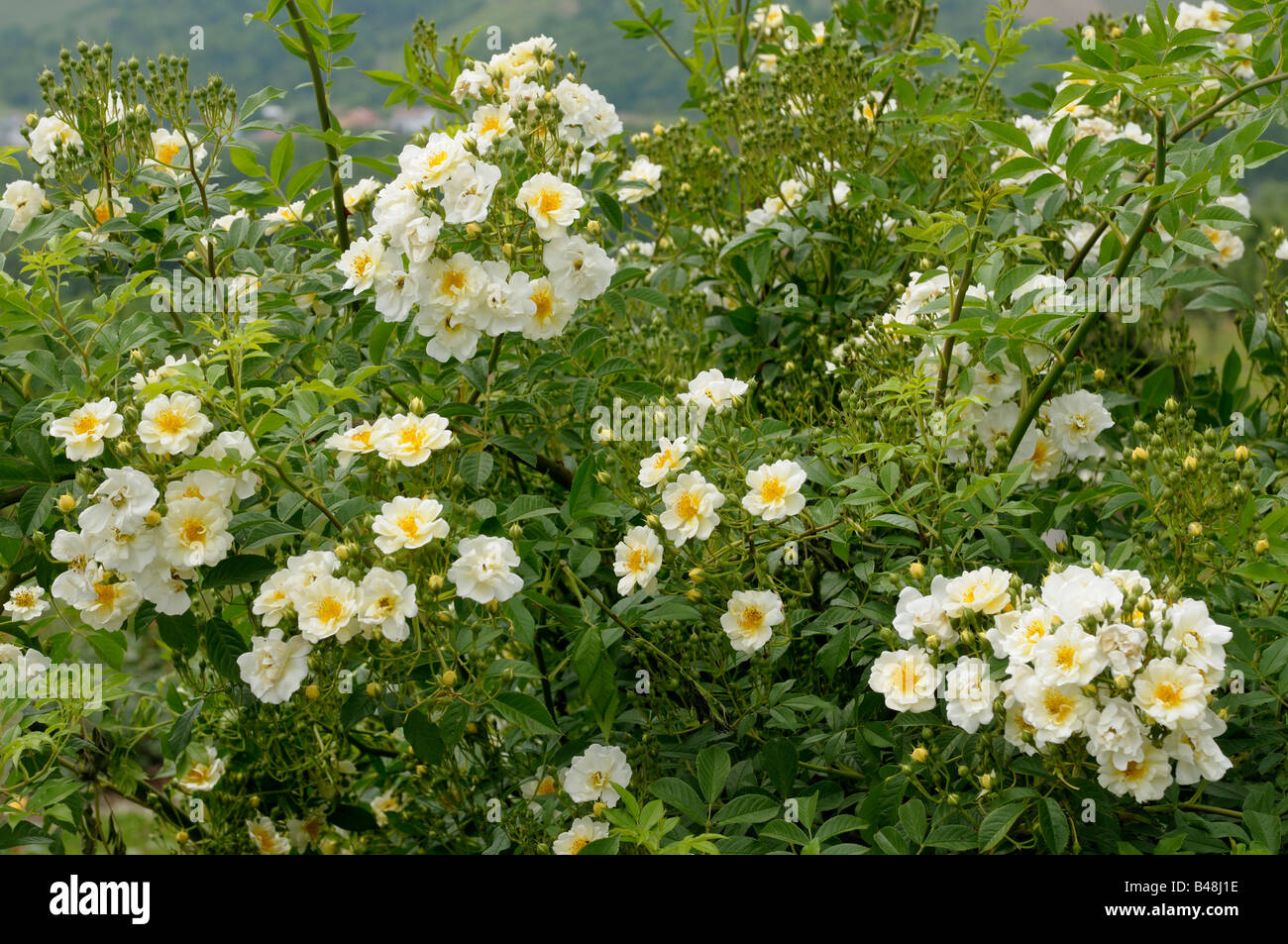 La ligne Rose (Rosa sp.), la variété : Chardonneret, la floraison Banque D'Images