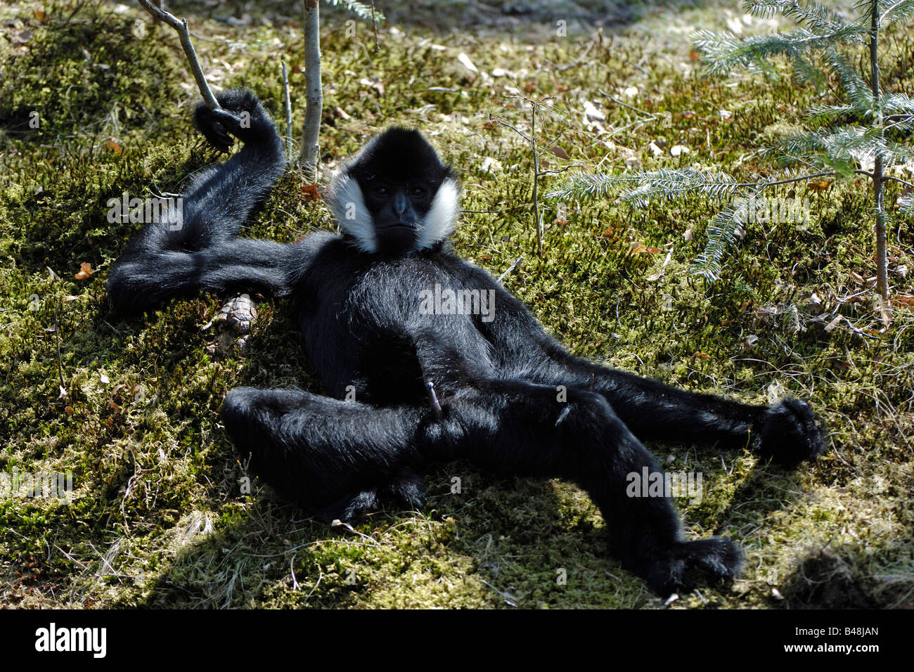 Weisswangen Schopfgibbon cheeked Gibbon à crête blanche Nomascus leucogenys Banque D'Images