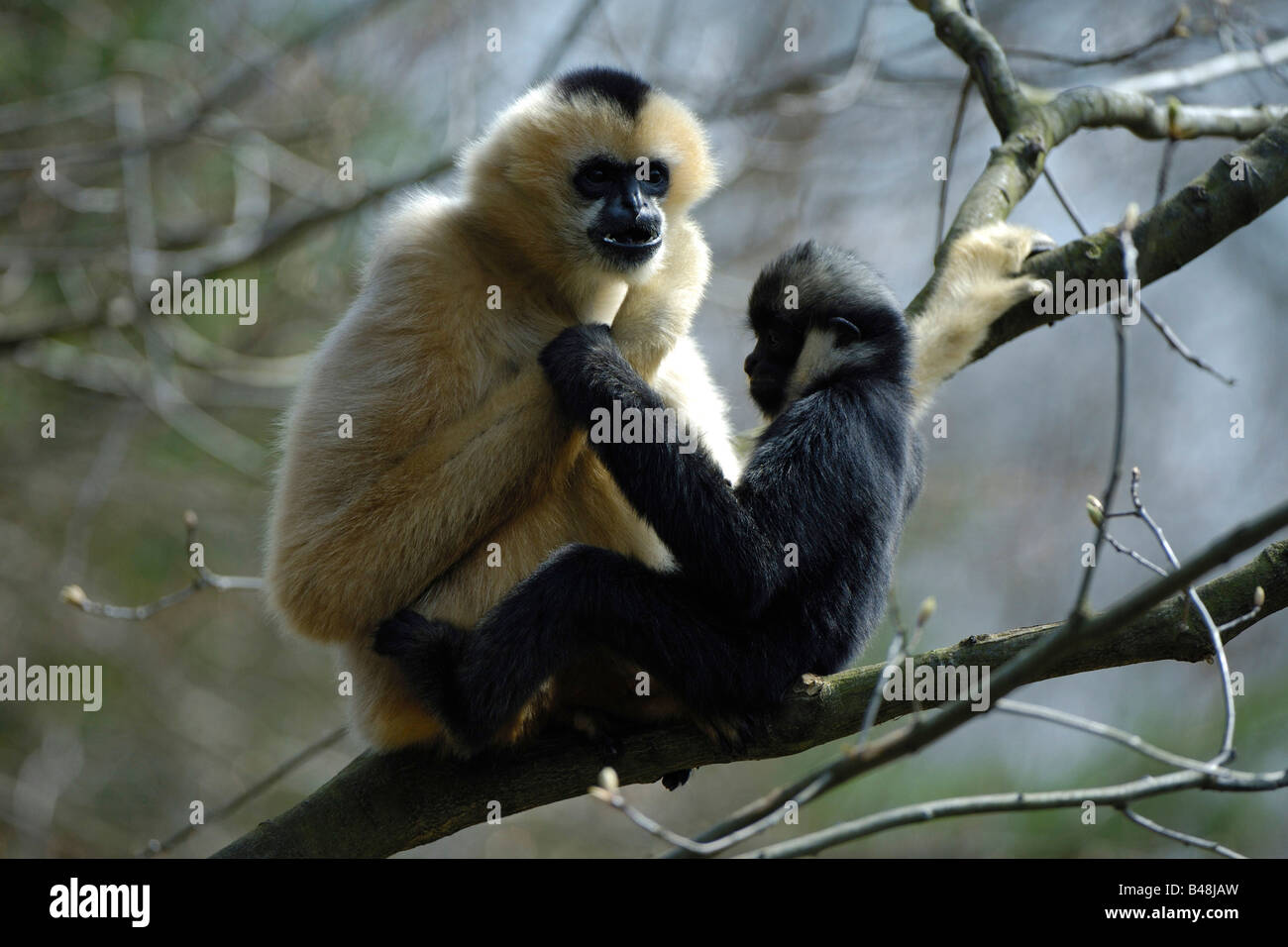 Weisswangen Schopfgibbon cheeked Gibbon à crête blanche Nomascus leucogenys Banque D'Images