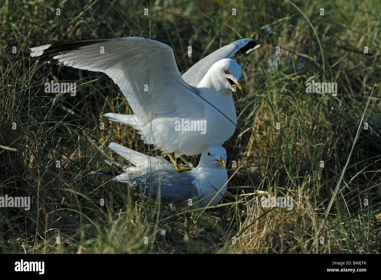 Goéland sur l'île Texel, Pays-Bas Banque D'Images