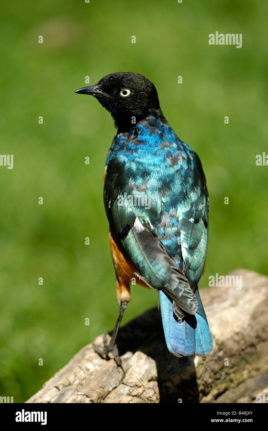 Dreifarben Glanzstar Starling Lamprotornis superbus superbe Banque D'Images