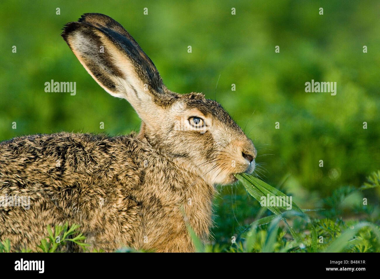 Europaeischer Feldhase Lepus europaeus European brown hare Banque D'Images