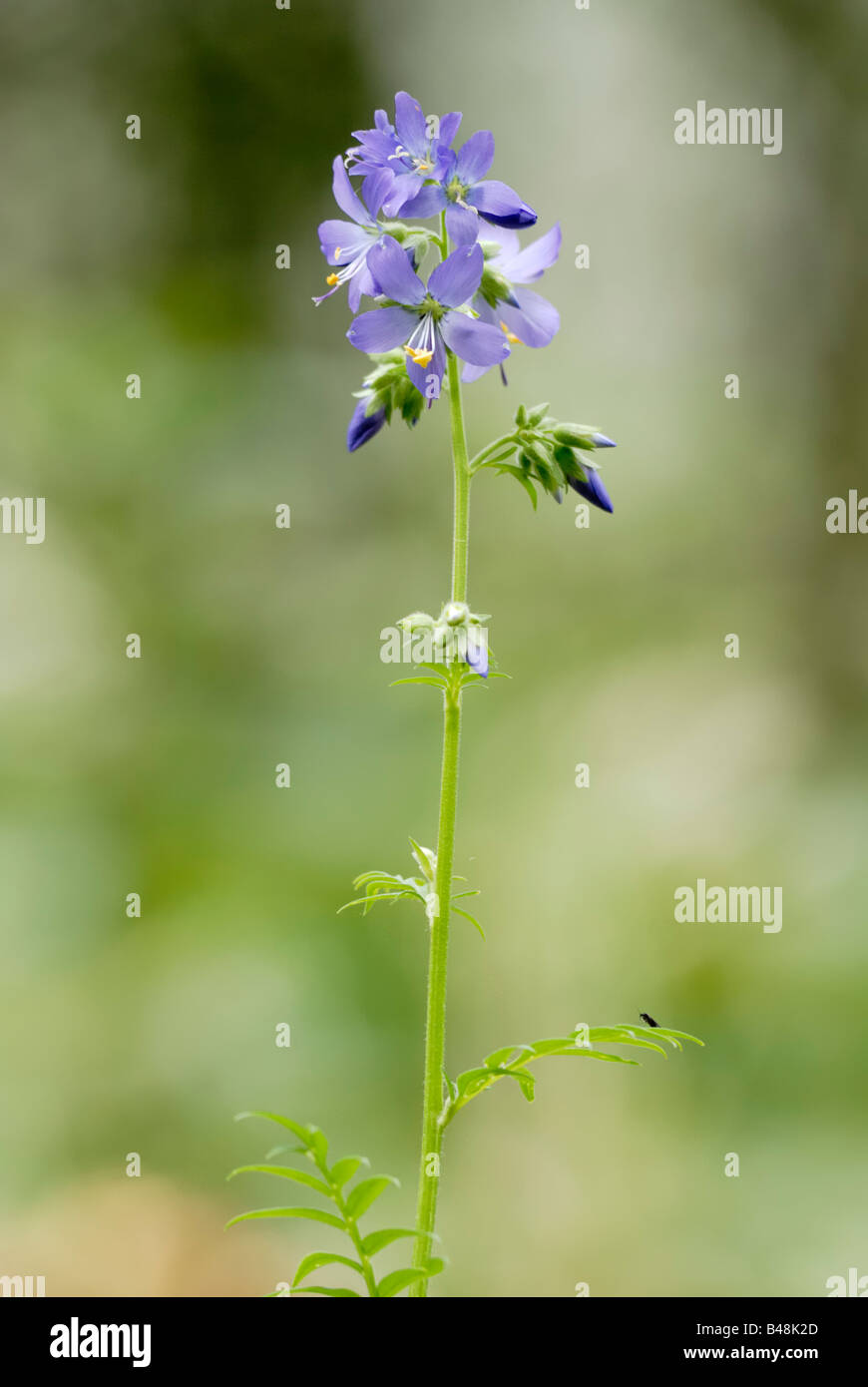 Jacobs Ladder Polemonium caeruleum Banque D'Images