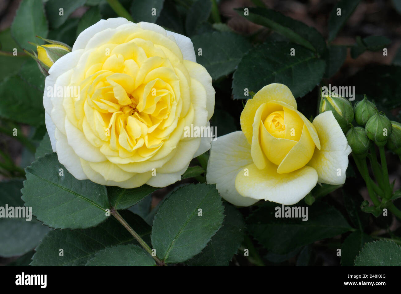 Floribunda Rose (Rosa sp.), la variété : Golden Border, fleur et bud Banque D'Images