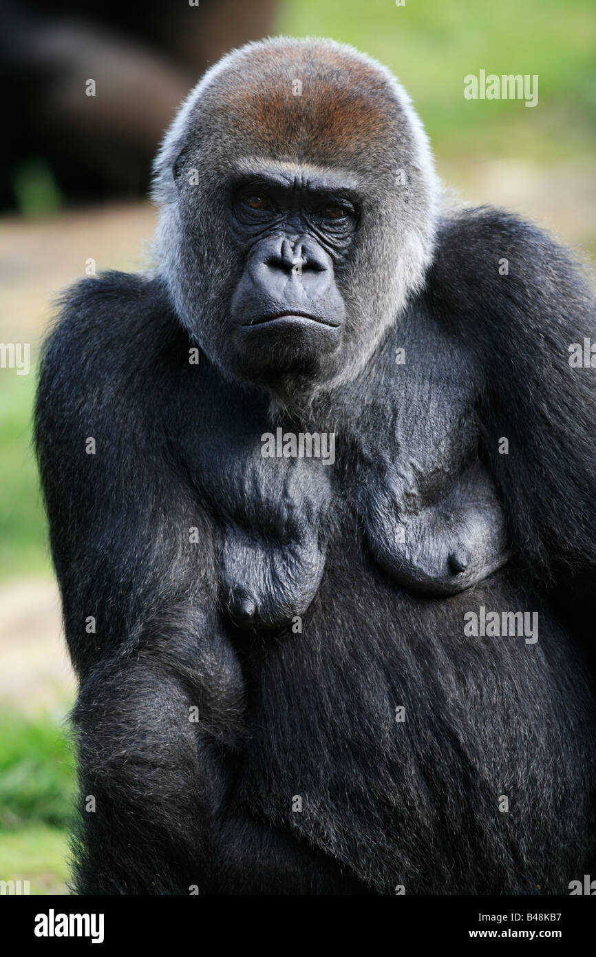 Flachlandgorilla Westlicher Gorilla gorilla gorilla Gorille de plaine de l'Ouest Banque D'Images