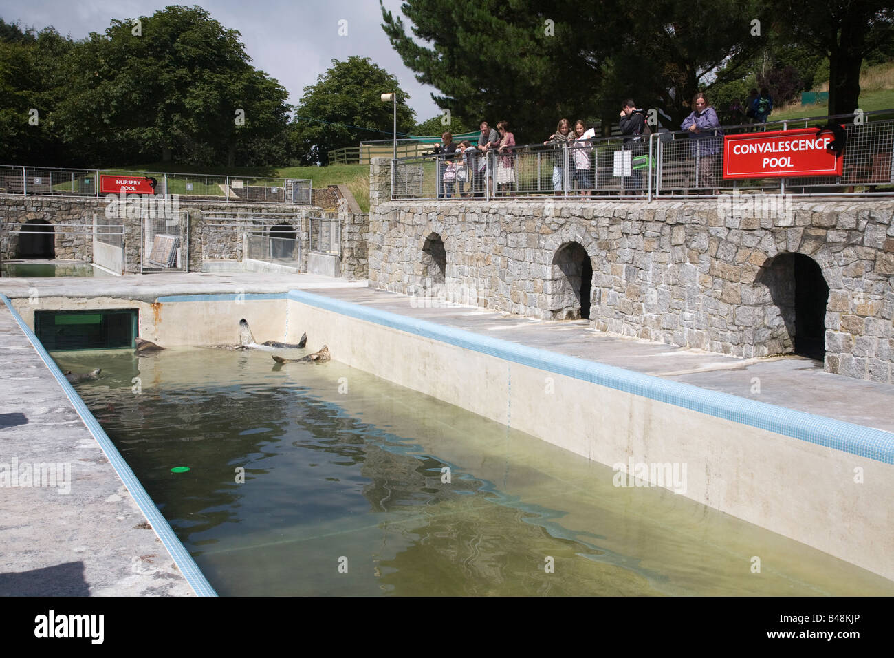 Les phoques de la convalescence national seal sanctuary cornwall piscine Banque D'Images
