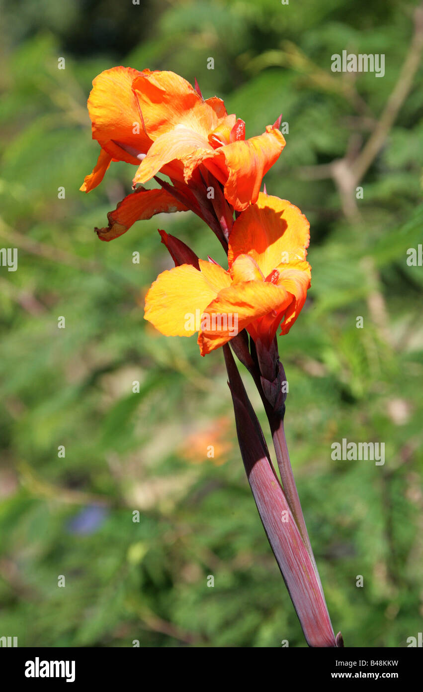 Canna Lily Banque D'Images