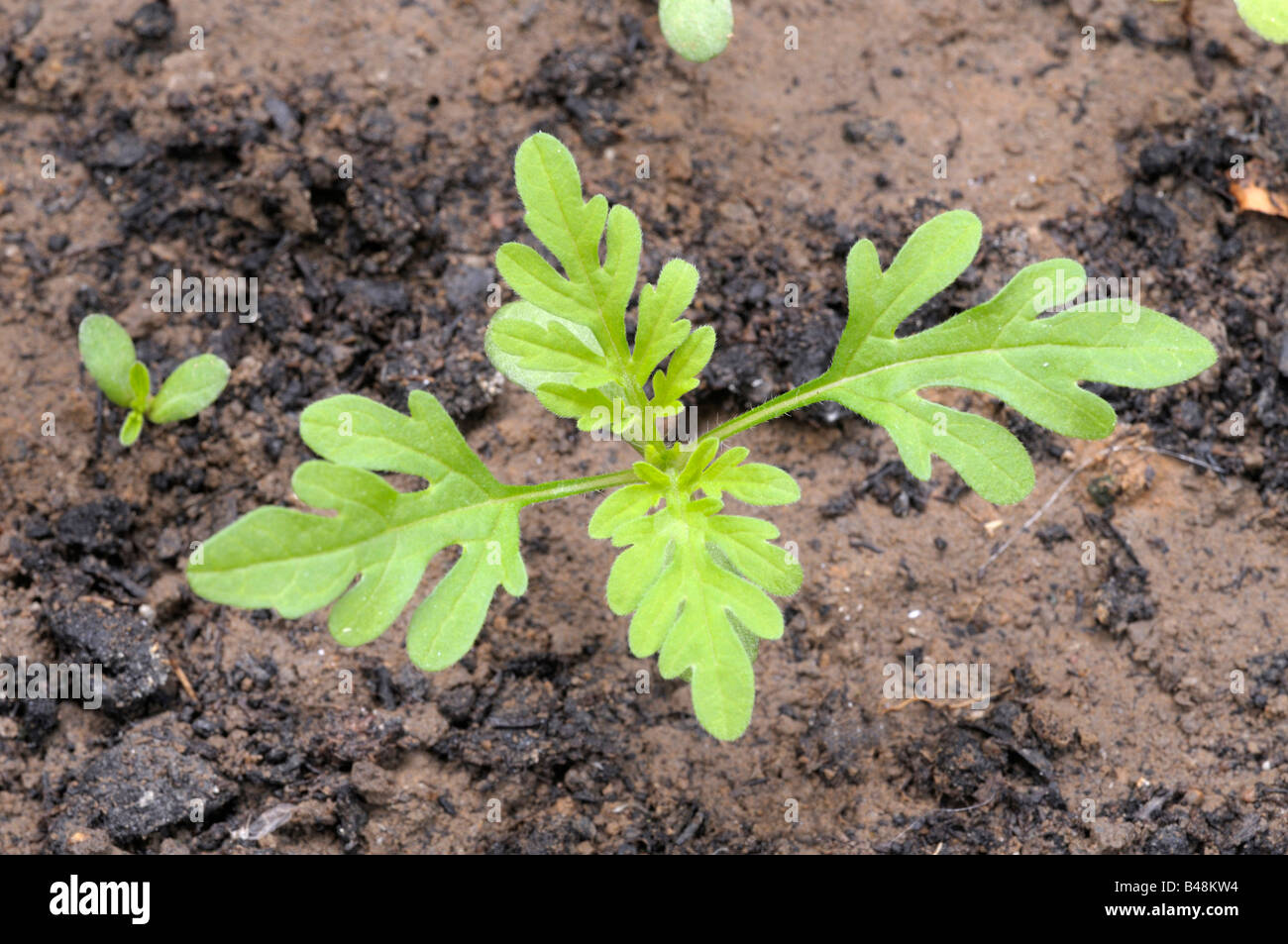 L'herbe à poux annuel Petite herbe à poux Ambrosia artemisiifolia seedling Banque D'Images