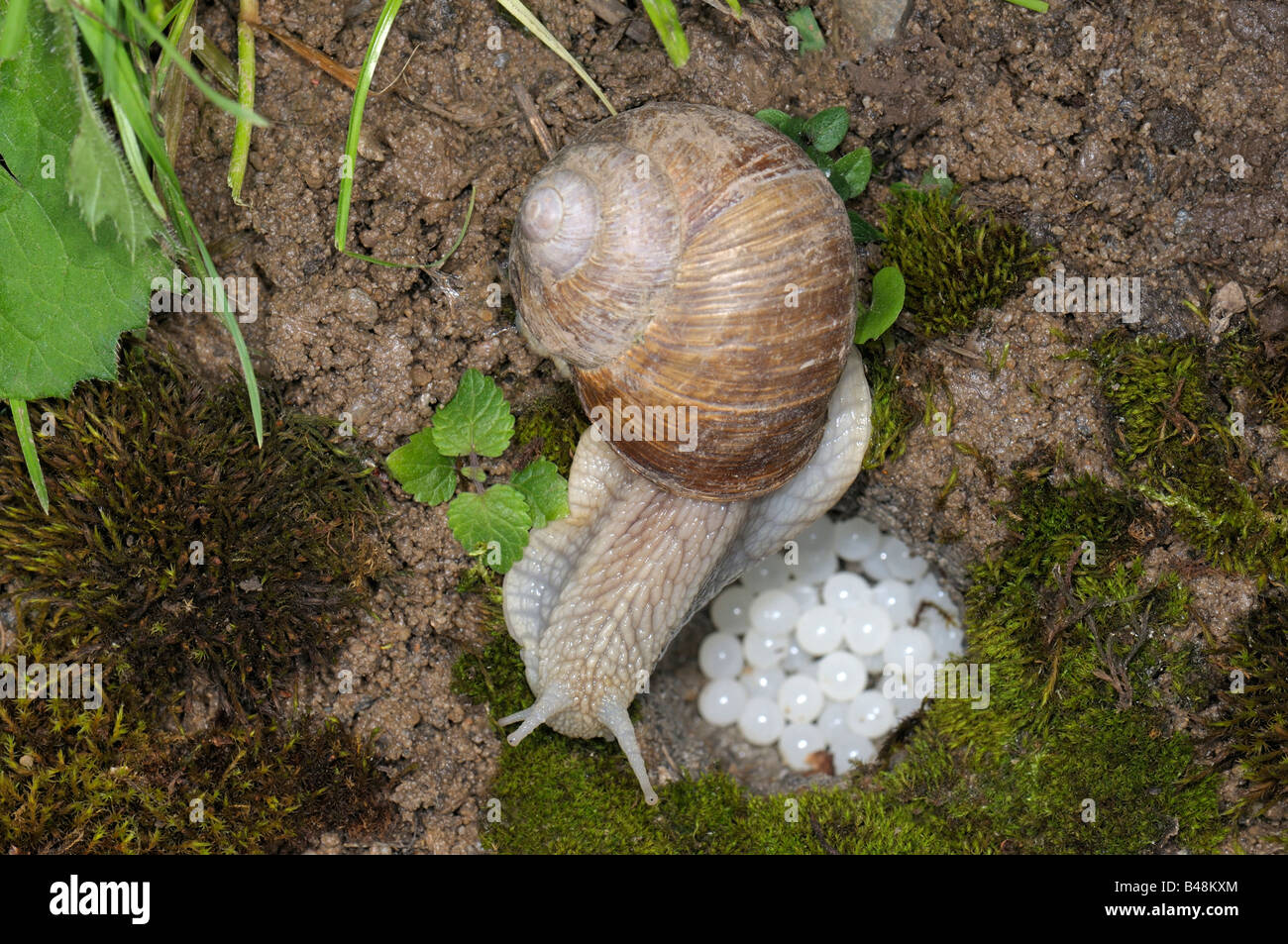 Escargot Escargot romain Apple Snail Escargot Escargots vigne vigne escargot escargots (Helix pomatia) fermer le trou dans lequel les oeufs Banque D'Images