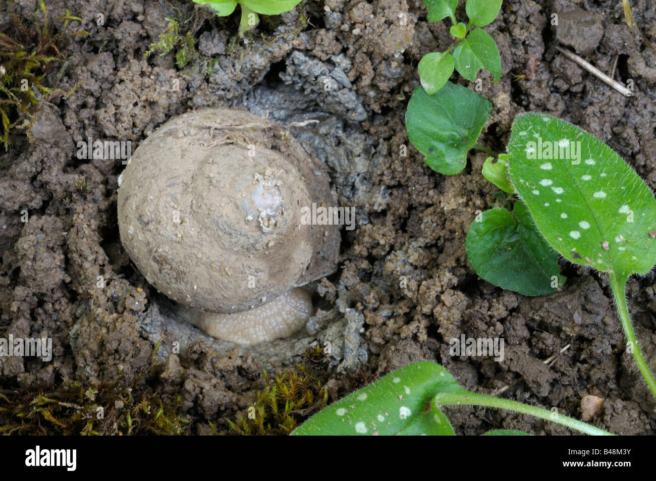 Escargot Escargot Escargots Escargot escargot Apple vignoble (Helix pomatia) creuser un tunnel long de deux pouces dans le sol pour les oeufs Banque D'Images