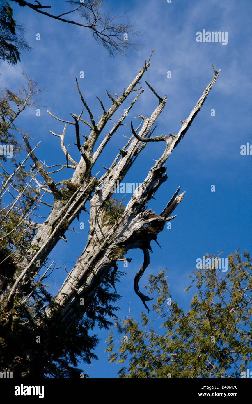 Arbre mort entouré d'arbres vivants Banque D'Images