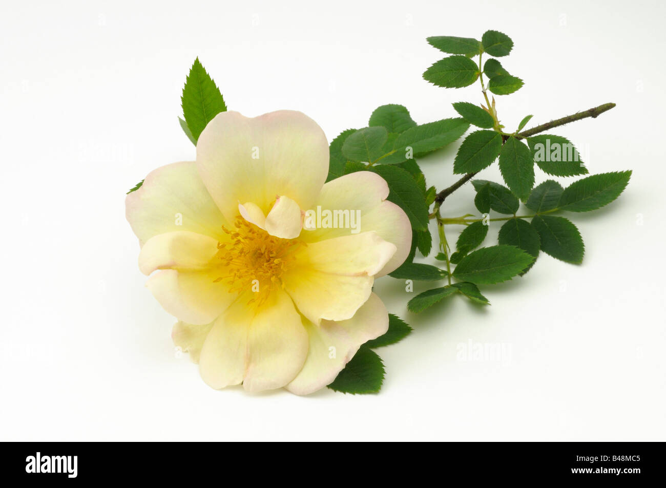 Rose (Rosa pimpinellifolia arbuste, Rosa spinosissima), fleur, studio photo Banque D'Images