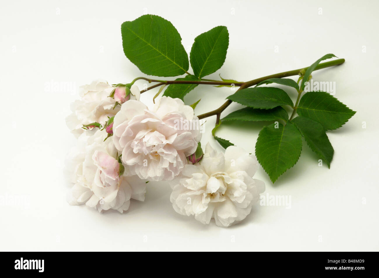 Noisette Rose (Rosa x noisetteana), variété : Blush Noisette, fleurs Banque D'Images