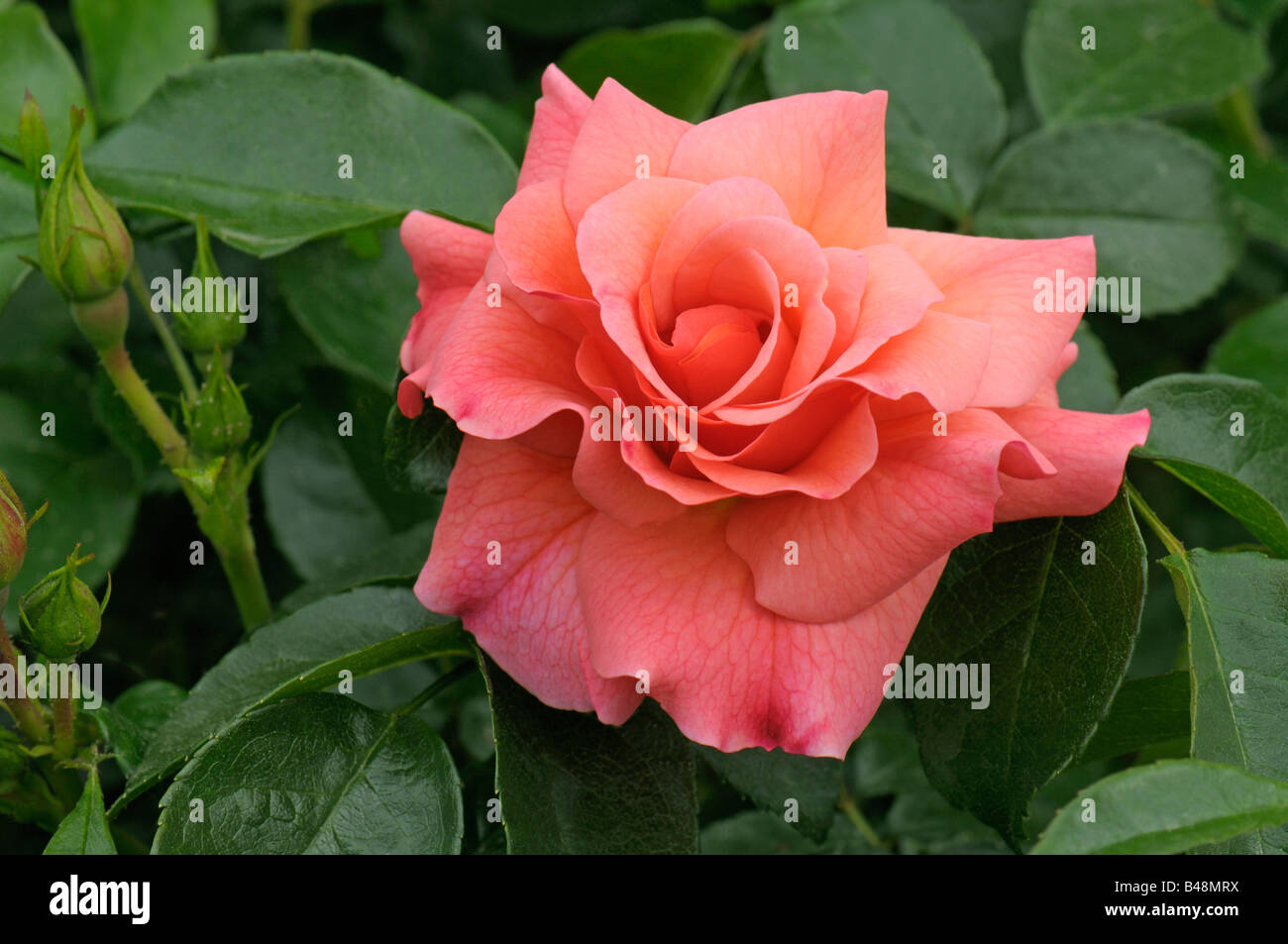 Floribunda Rose, fleur de la grappe Rose (Rosa sp.), la variété : Aprikola, fleur Banque D'Images