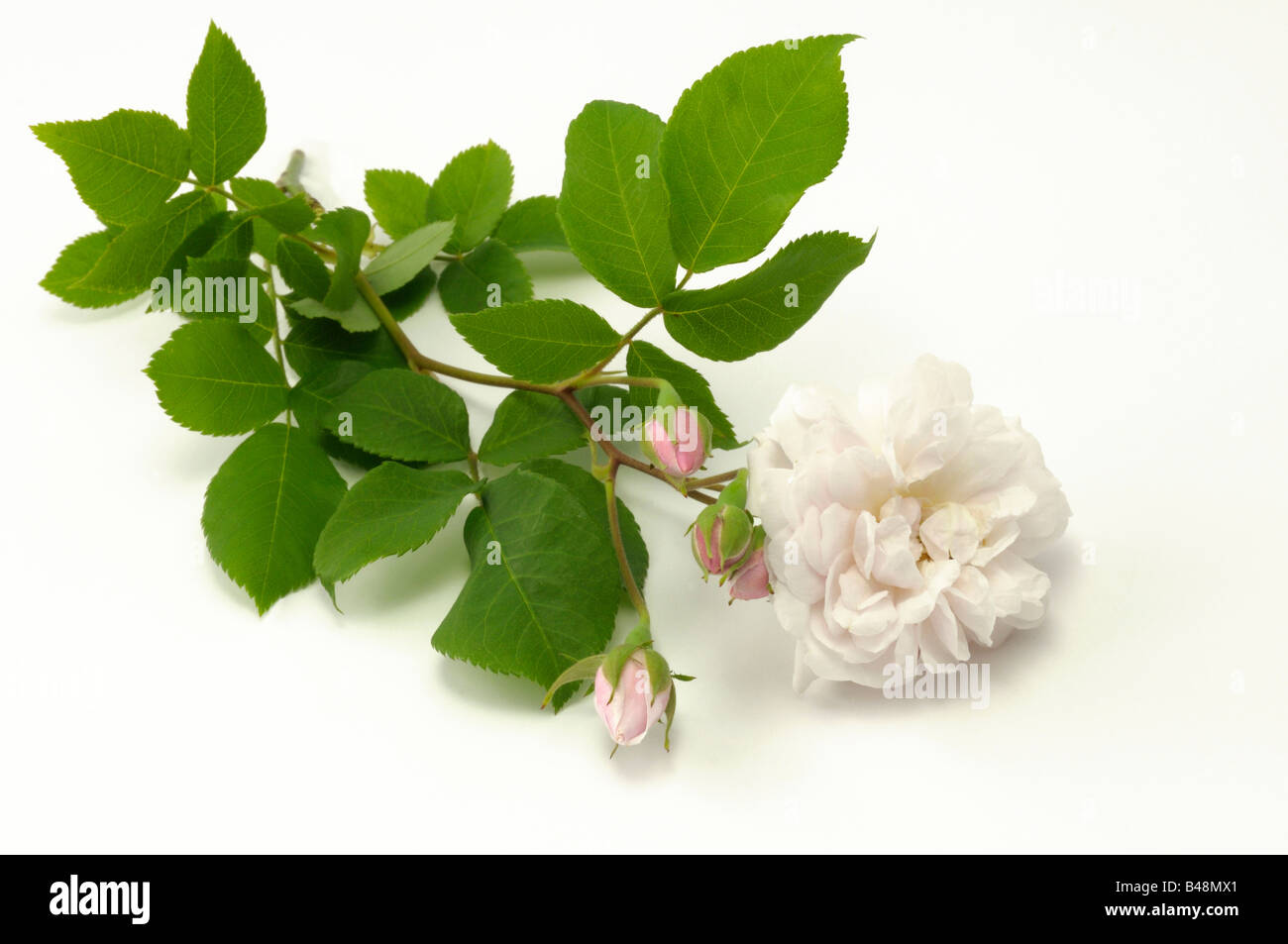 Noisette Rose (Rosa x noisetteana), variété : Blush Noisette, fleurs Banque D'Images