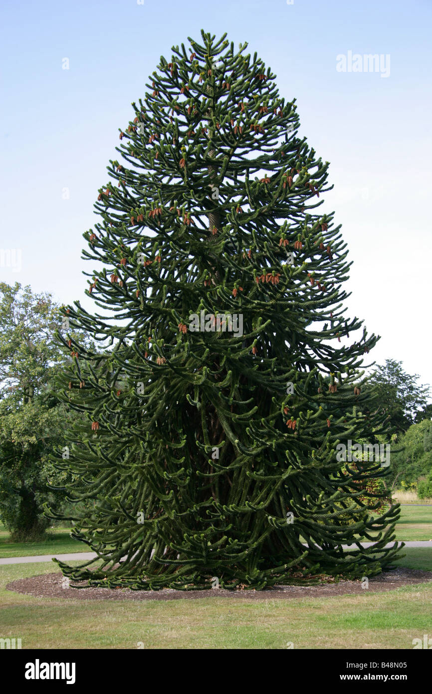 Monkey Puzzle Arbre, Araucaria araucana, Araucariaceae, Sud du Chili, en Amérique du Sud Banque D'Images