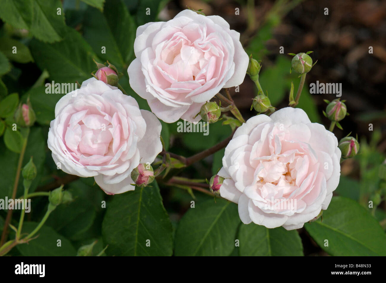 Noisette Rose (Rosa x noisetteana), variété : Blush Noisette, fleurs Banque D'Images