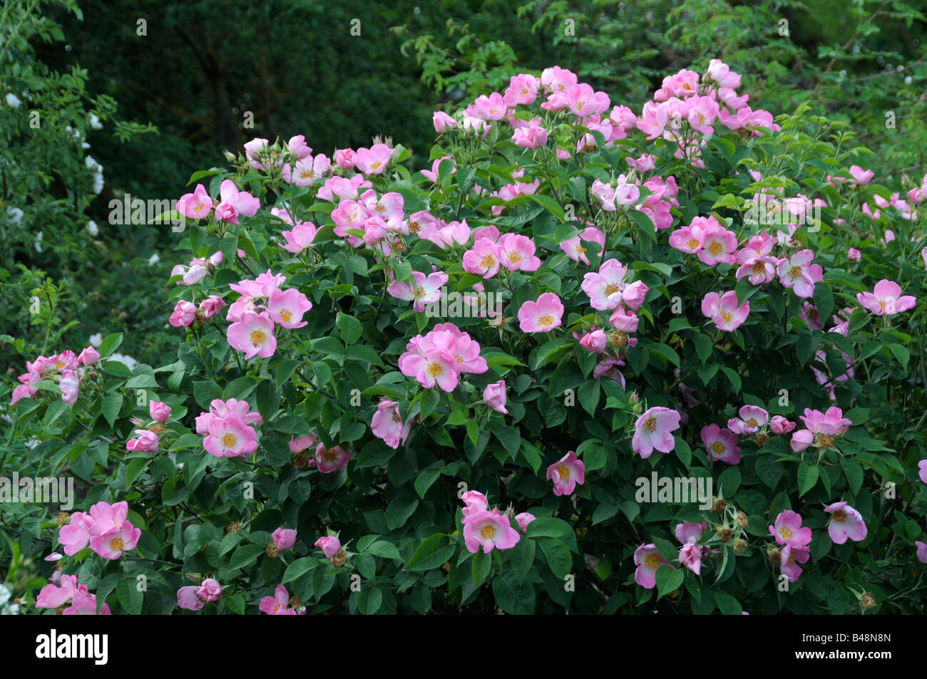 Gallica Rose (Rosa Gallica), variété : Citroën, la floraison Banque D'Images