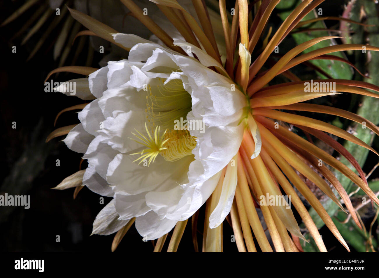 Fleur de la reine de la nuit Banque de photographies et d’images à