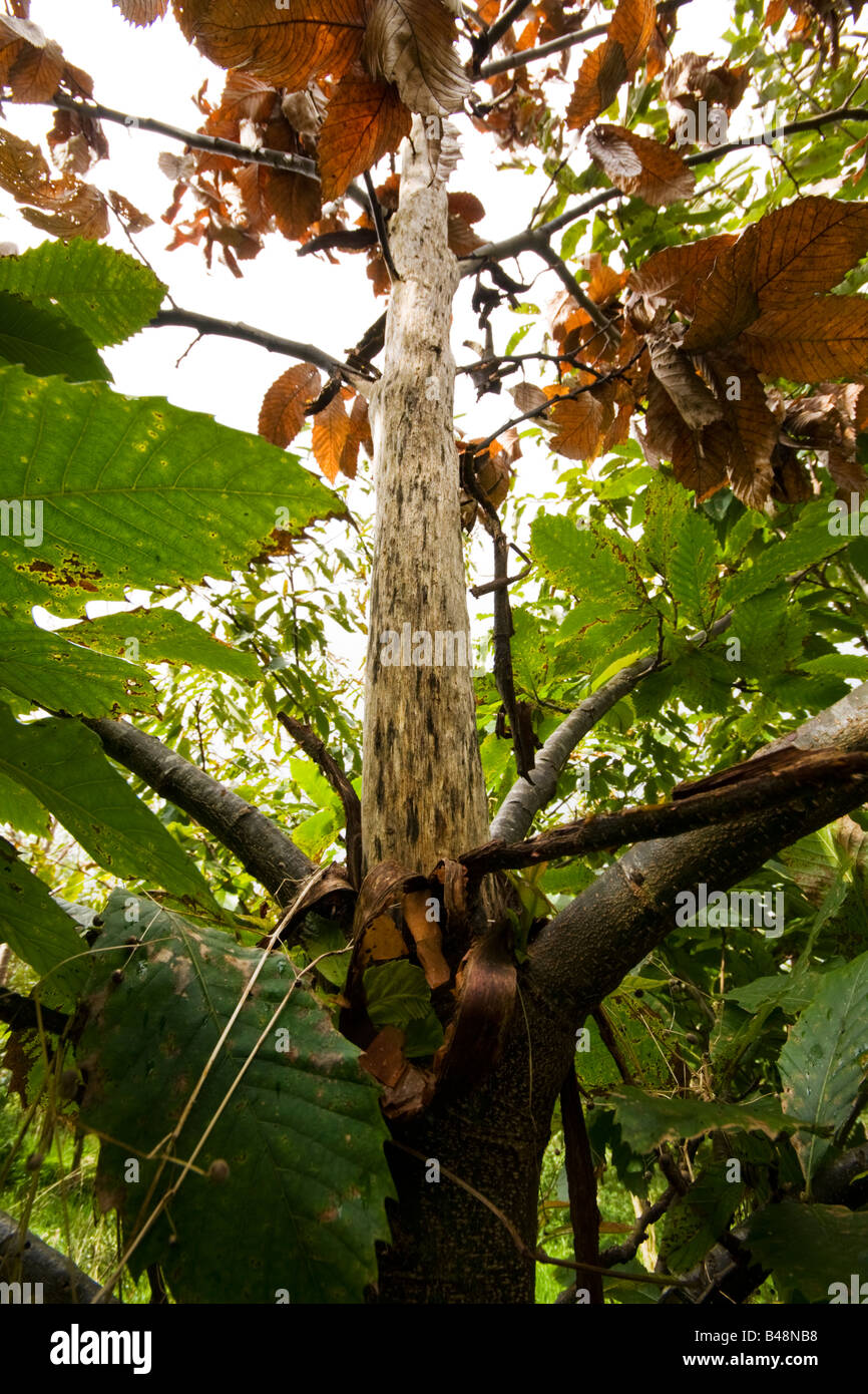 Dommages aux arbres à larges feuilles par les écureuils gris d'Amérique du Nord Banque D'Images