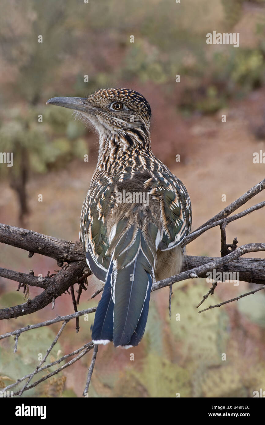 Plus de Roadrunner Geococcyx californianus) Arizona (désert de Sonora - Perché sur branch Banque D'Images