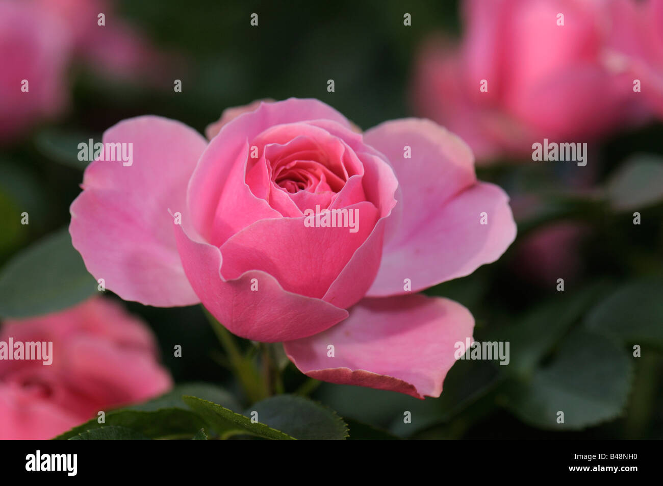 Floribunda Rose, Romantica Rose (Rosa sp.), la variété : Leonardo da Vinci, fleur Banque D'Images