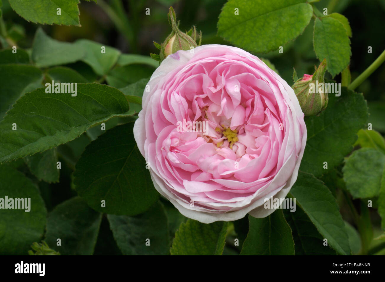 Vieux Jardin Rose (Rosa Gallica), variété : Duchesse de Montebello, fleur Banque D'Images