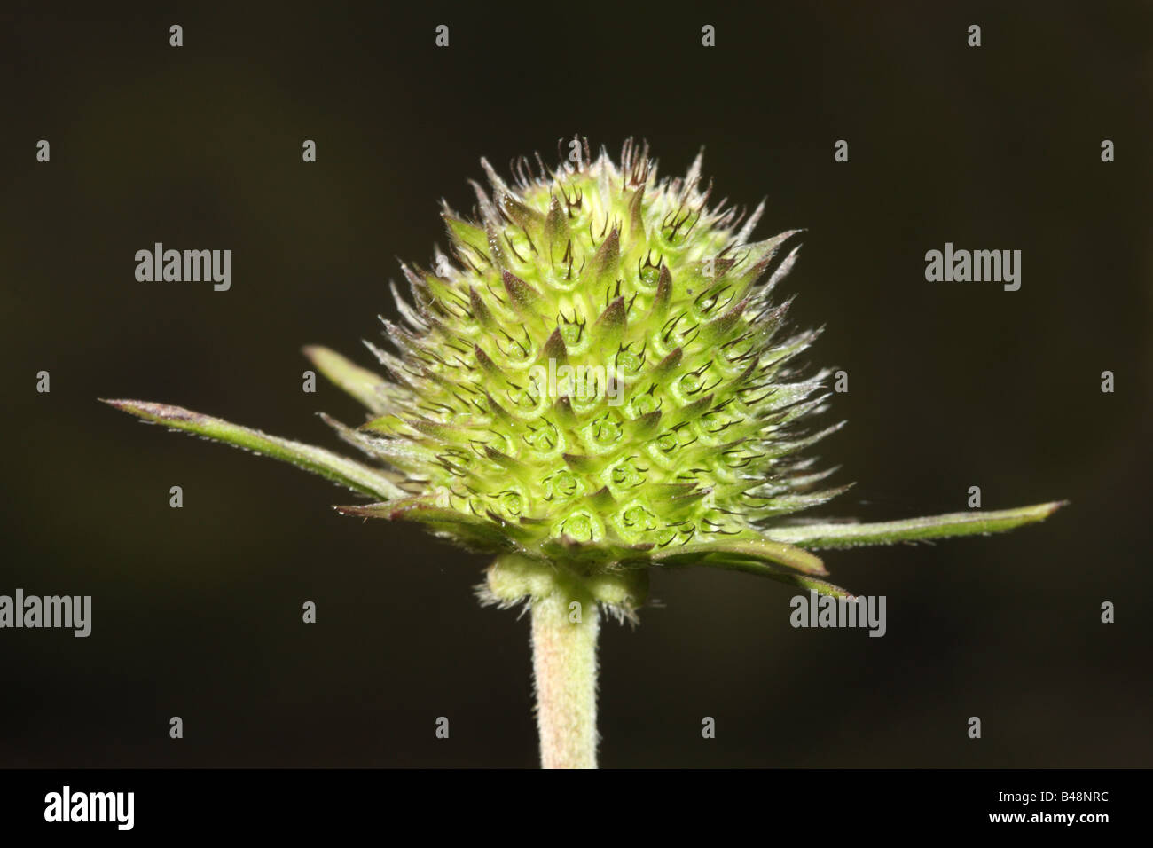 Succisa pratensis Devils Bit Scabious supérieure de la tête de semences UK Teesdale Banque D'Images