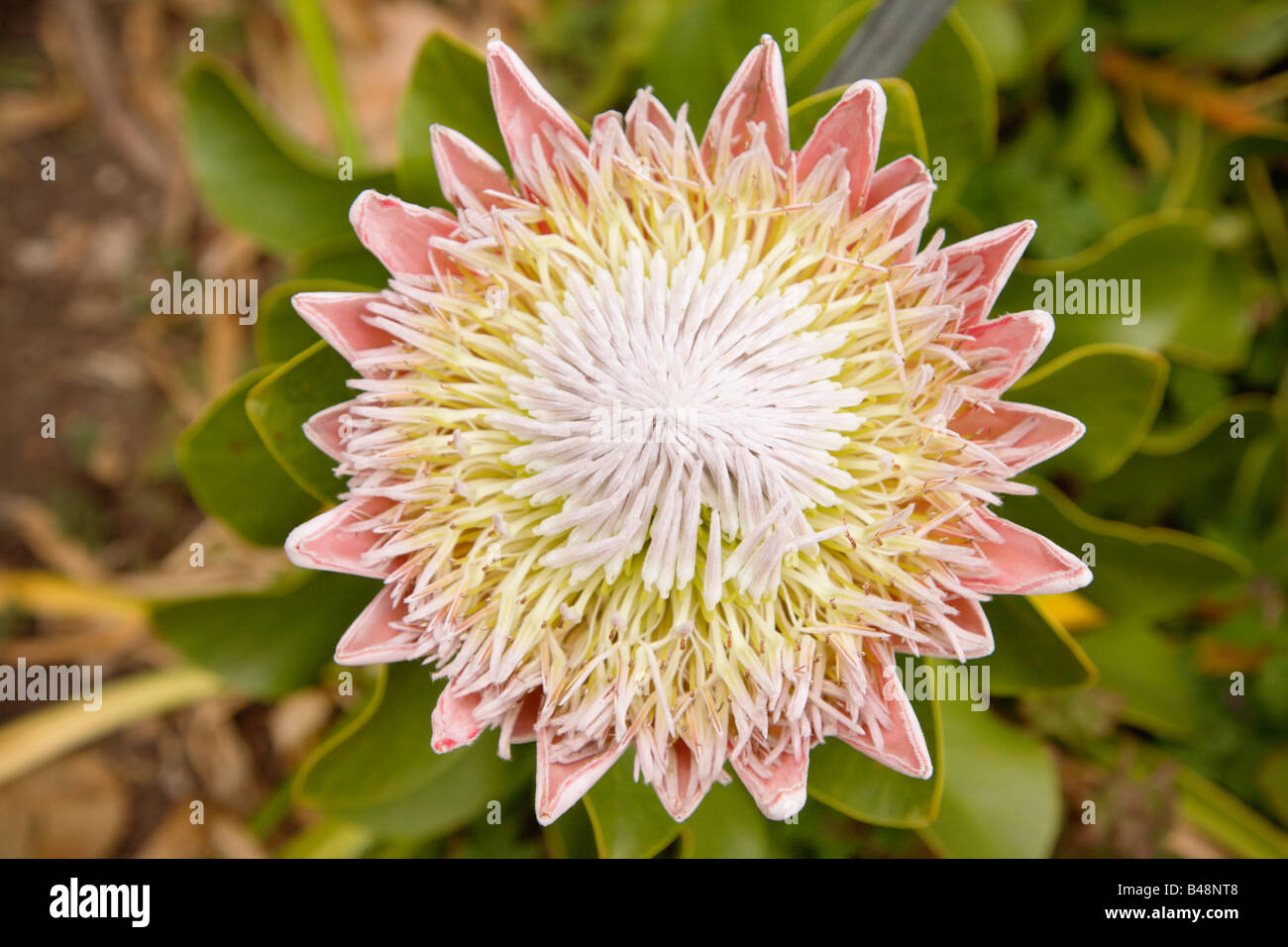 Photo:King Protea Protea Flower au Jardin botanique de San Francisco San Francisco California USA Banque D'Images