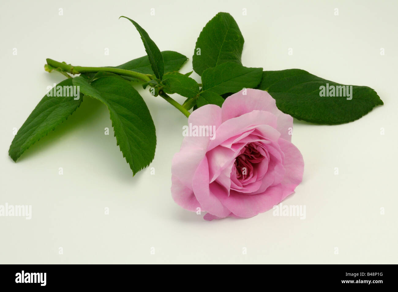 Damask Rose (Rosa x damascena), variété : Ispahan, fleur Banque D'Images