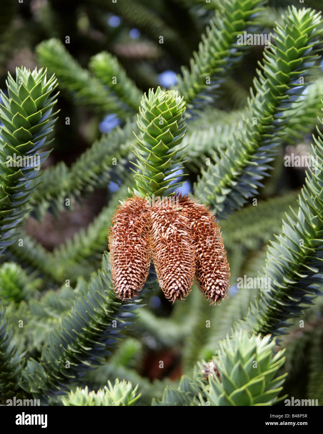 Monkey Puzzle Arbre, Araucaria araucana, Araucariaceae, Sud du Chili, en Amérique du Sud Banque D'Images