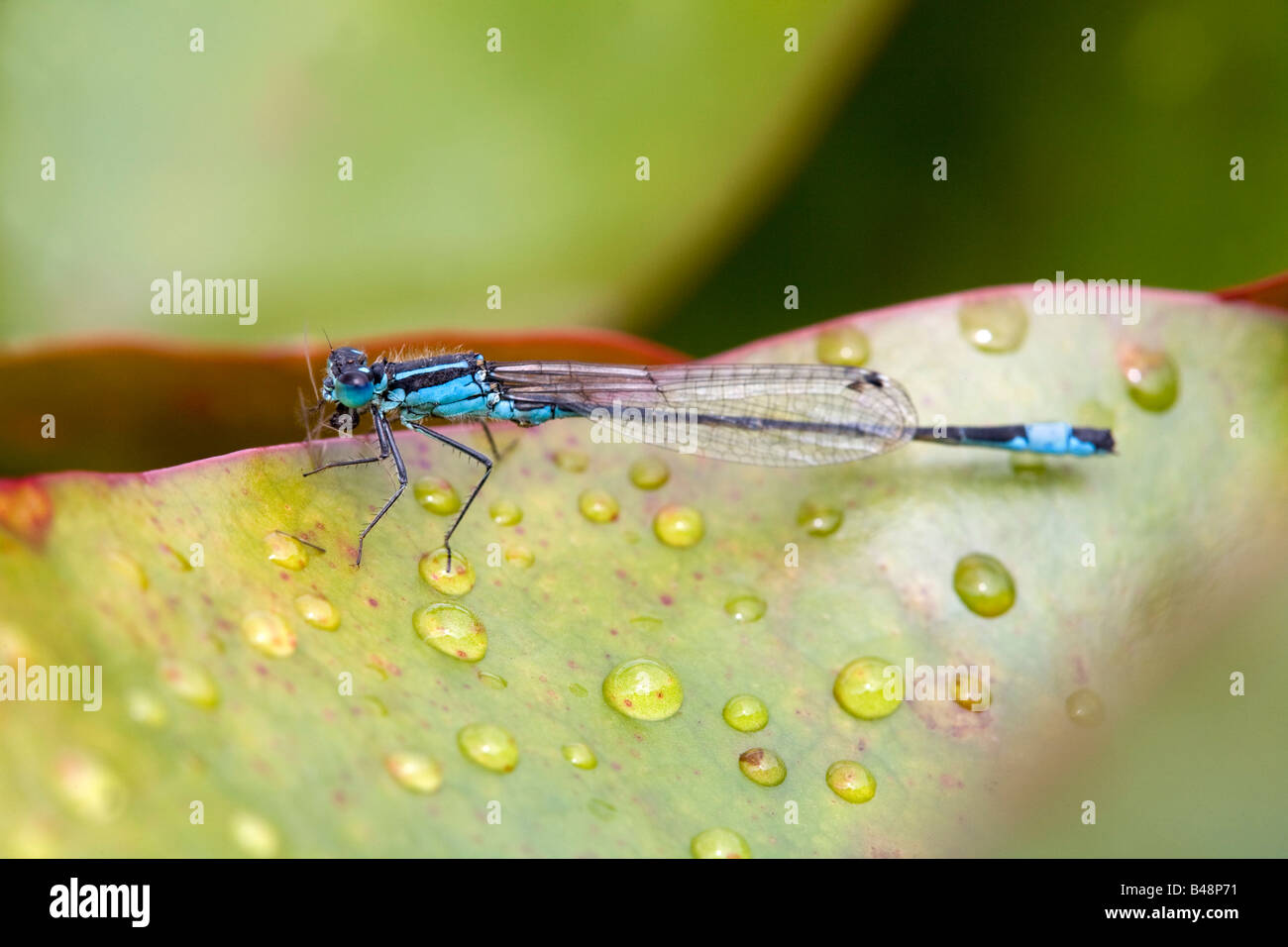 Demoiselle d'Ischnura elegans à queue bleue avec les proies Banque D'Images