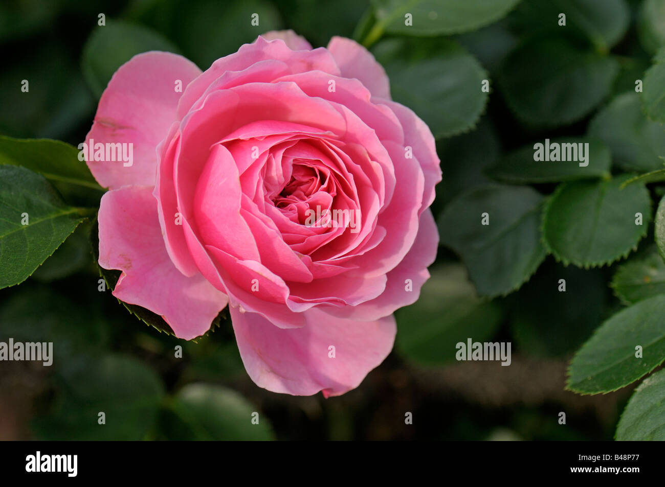 Romantica rose jardin de fleurs rose Banque de photographies et d