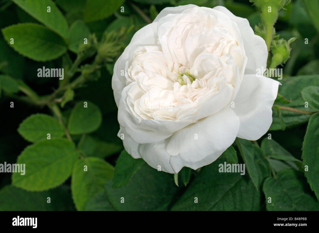 Damask Rose (Rosa x damascena), variété : Madame Hardy, fleurs Banque D'Images