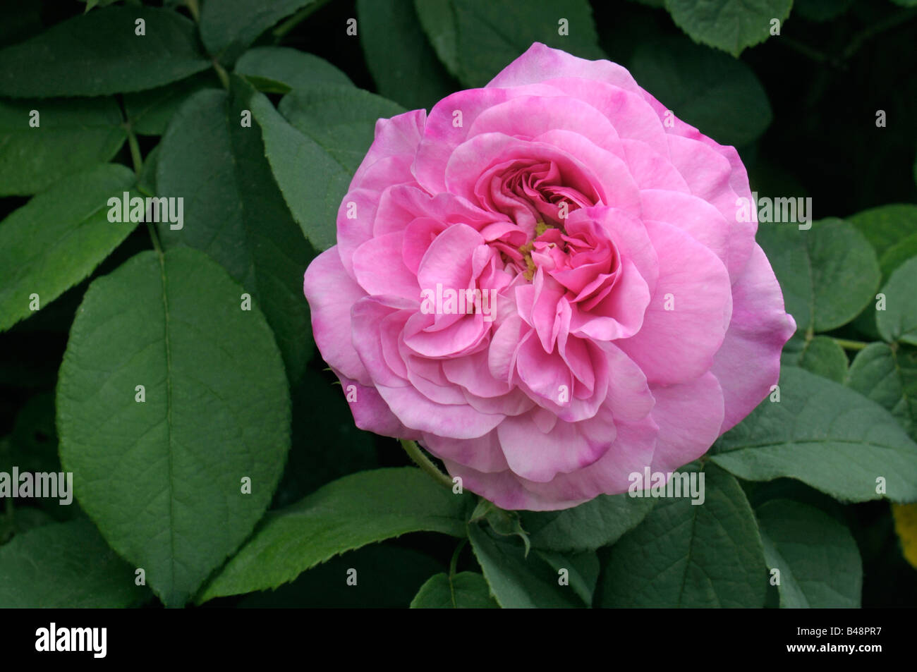 Damask Rose (Rosa x damascena), variété : Ispahan, fleur Banque D'Images