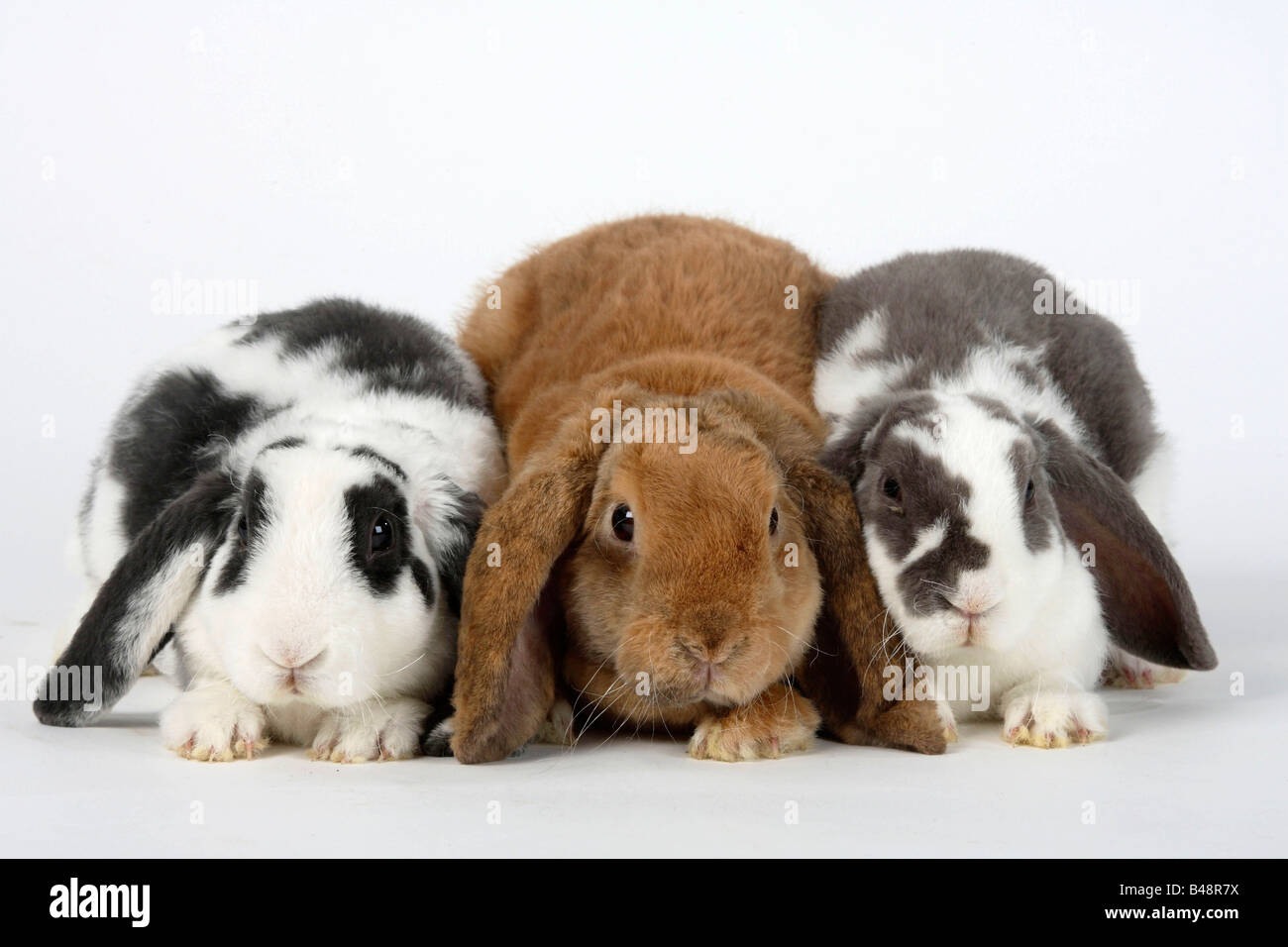 Lapins nains Bélier Rex hibou blanc lilas et bleu blanc 14 semaines et 17 semaines d'abricot lapin domestique Banque D'Images