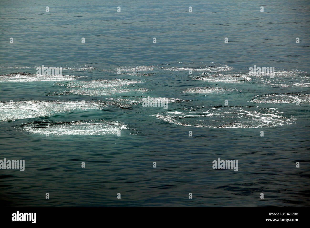 Le Pays de Galles à bosse net bulle la pêche au banc Stellwagen Bank National Marine Sanctuary, Cape Cod Banque D'Images