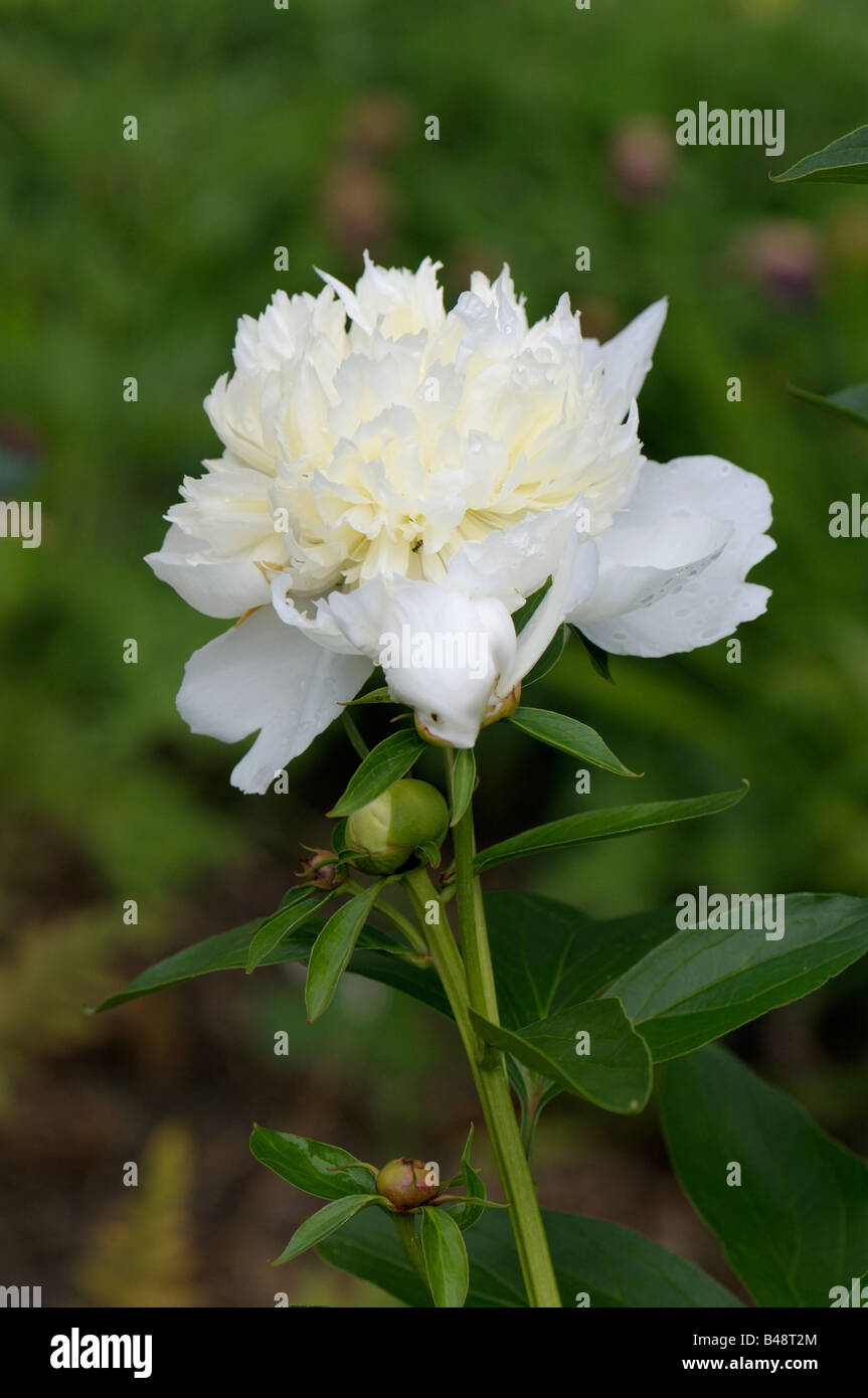 Pivoine blanche, jardin commun, pivoine pivoine de Chine (Paeonia  lactiflora) : Variété : Laura Dessert, fleur Photo Stock - Alamy