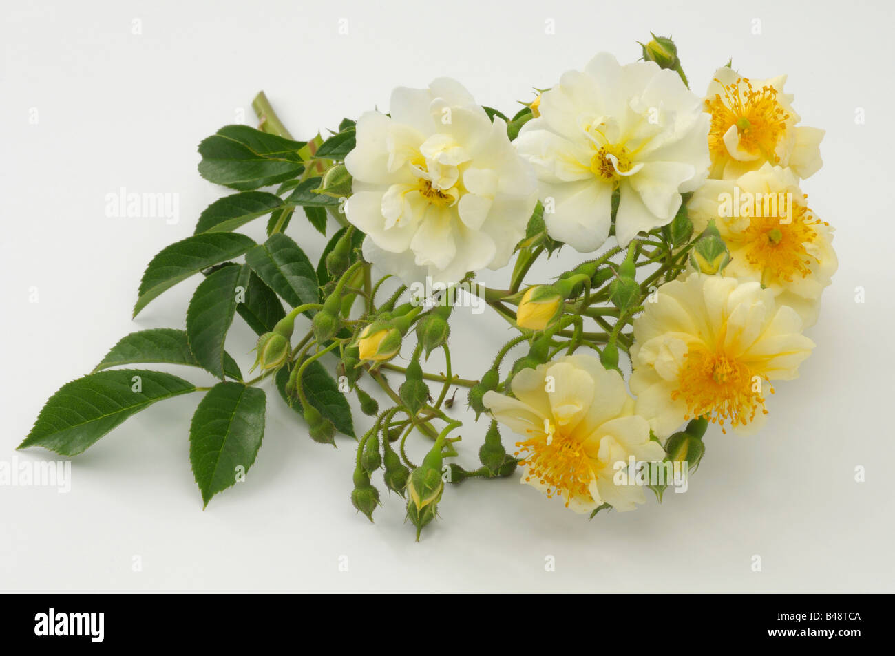 La ligne Rose (Rosa sp.), la variété : Chardonneret, fleurs, studio photo Banque D'Images