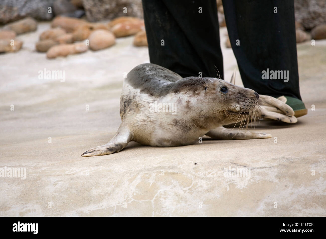 Bébé phoque gris avril Halichoerus grypus secourus cornwall national seal sanctuary Banque D'Images