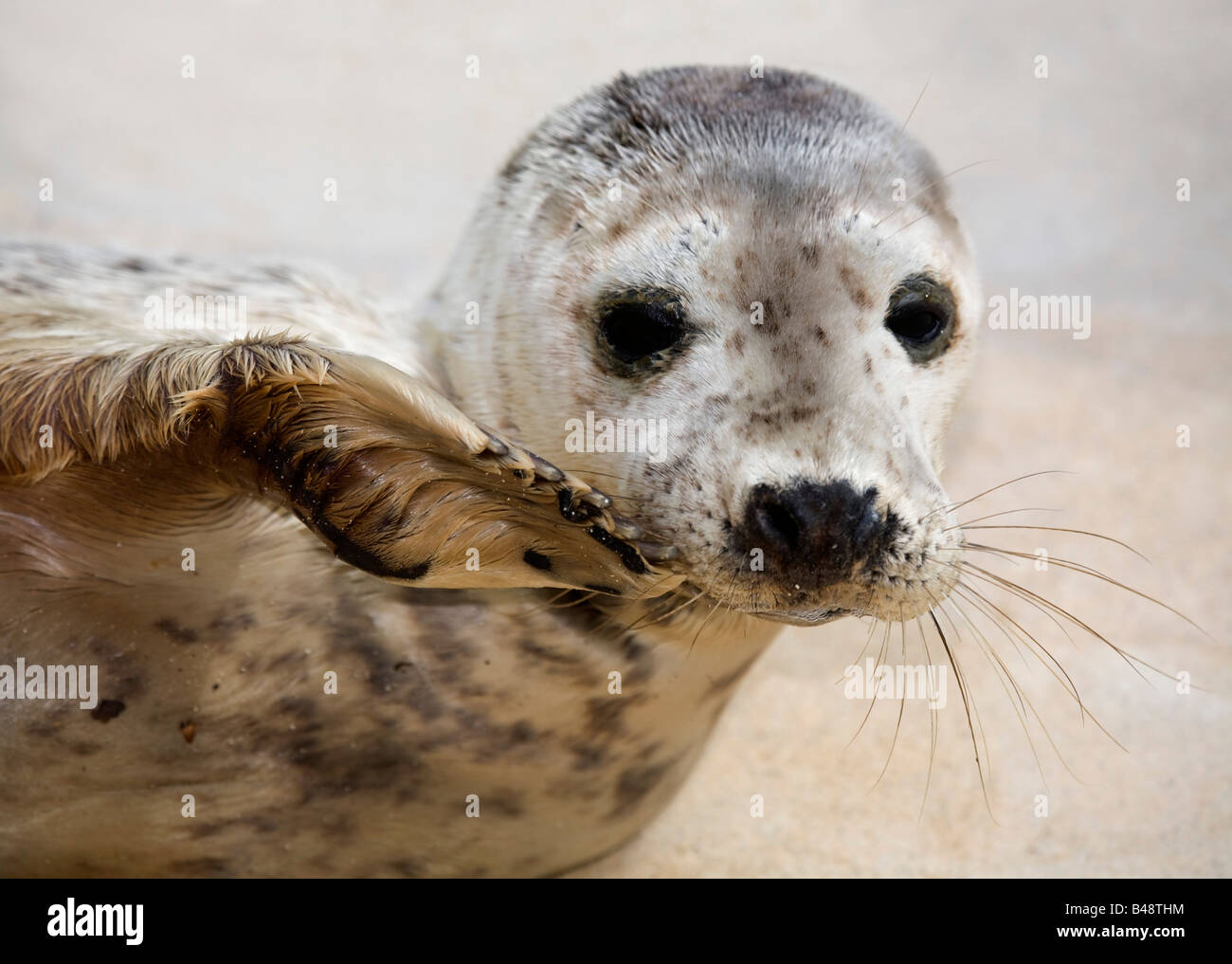Bébé phoque gris Halichoerus grypus avril national seal sanctuary cornwall sauvé Banque D'Images