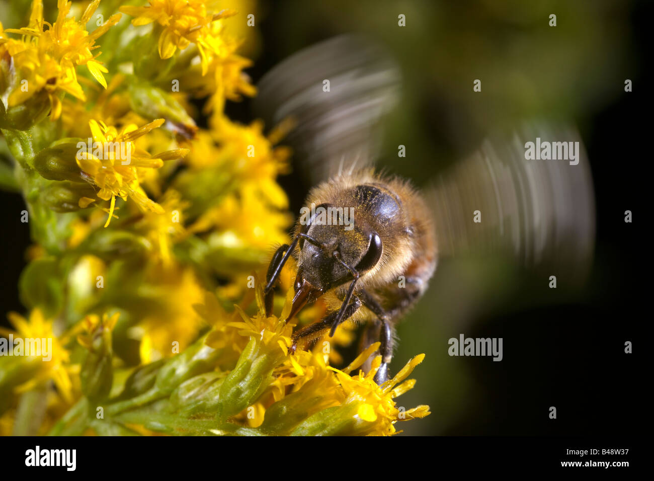 Sur l'abeille Apis mellifera Golden Rod Banque D'Images