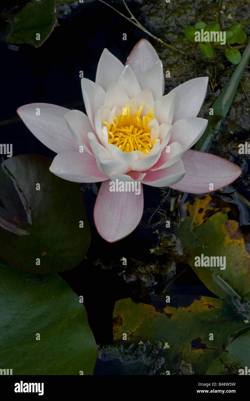 White Water Lily Flower (Nymphalea alba) sur l'étang - Angleterre- UK Native Banque D'Images
