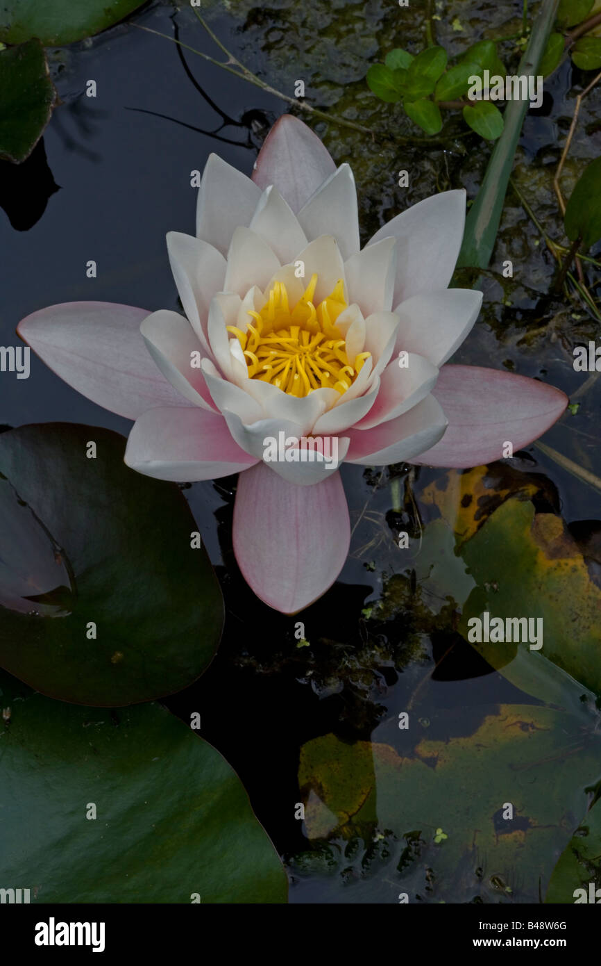 White Water Lily Flower (Nymphalea alba) sur l'étang - Angleterre- UK Native Banque D'Images