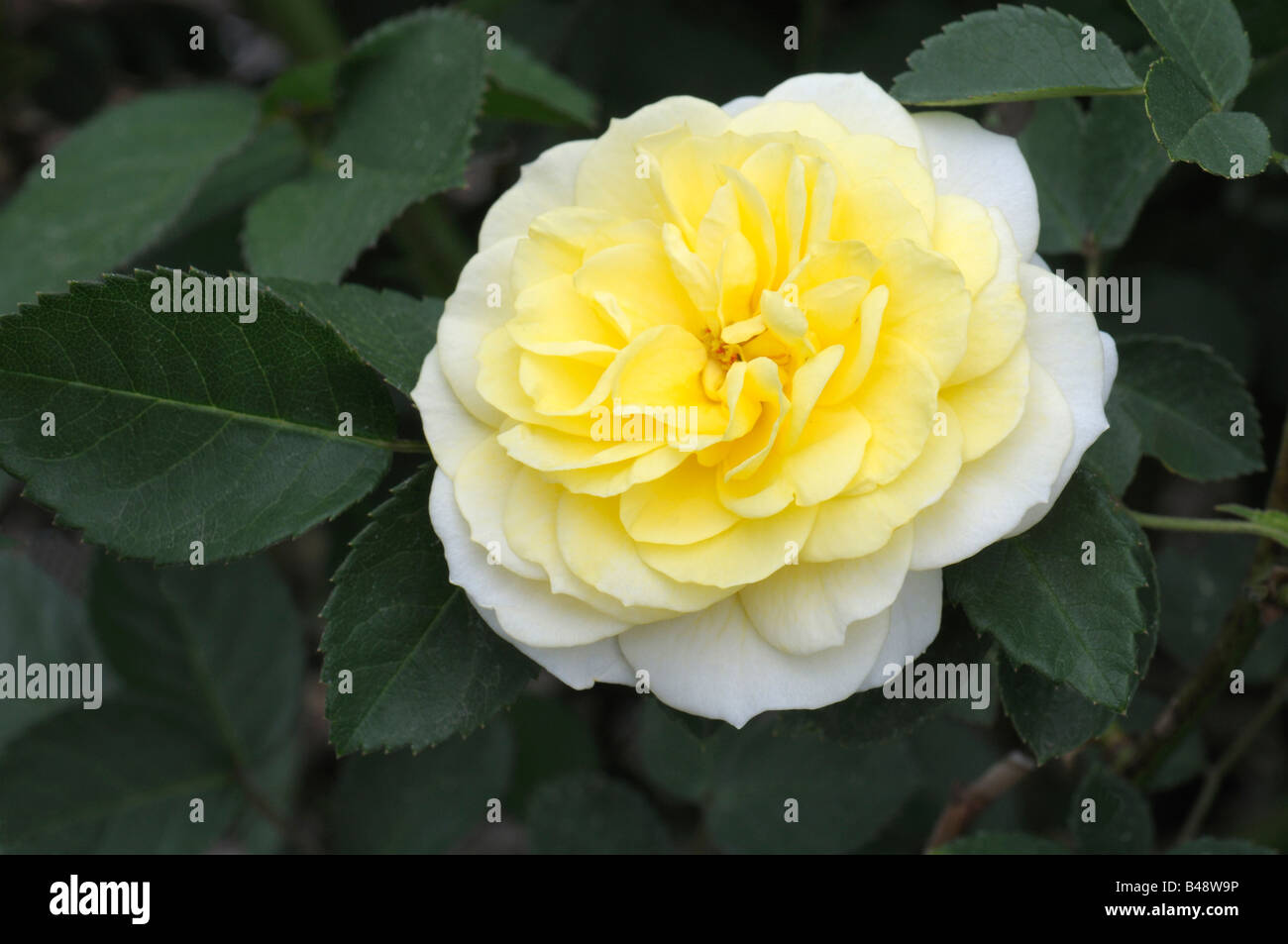 Floribunda Rose (Rosa sp.), la variété : Golden Border, fleur Banque D'Images