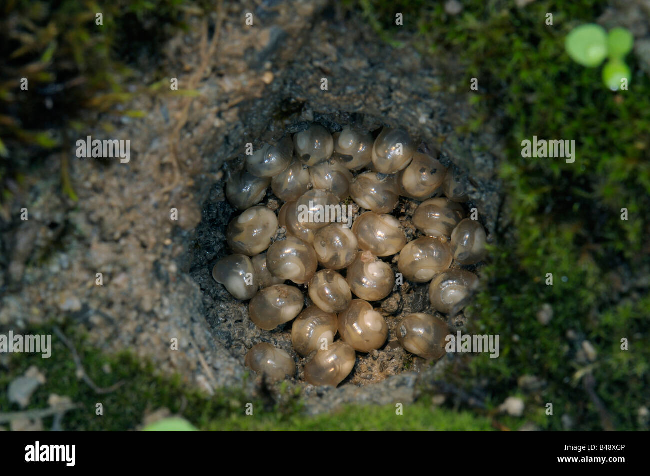 Escargot Escargot romain Apple Snail Escargot Escargots vigne vigne Escargot Helix pomatia escargot bébés nouvellement éclos Banque D'Images