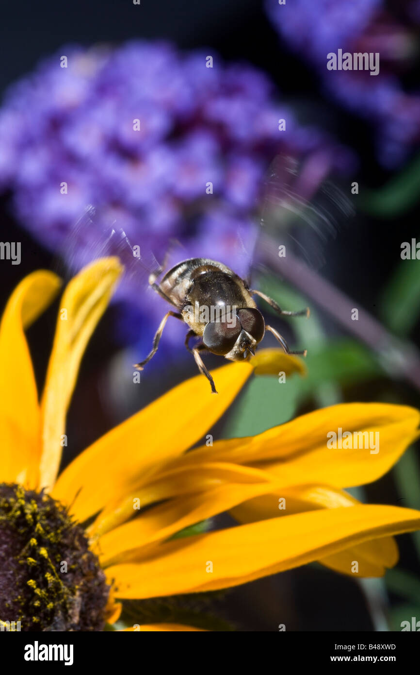 Diptères adultes Syrphe Syrphidae Banque D'Images