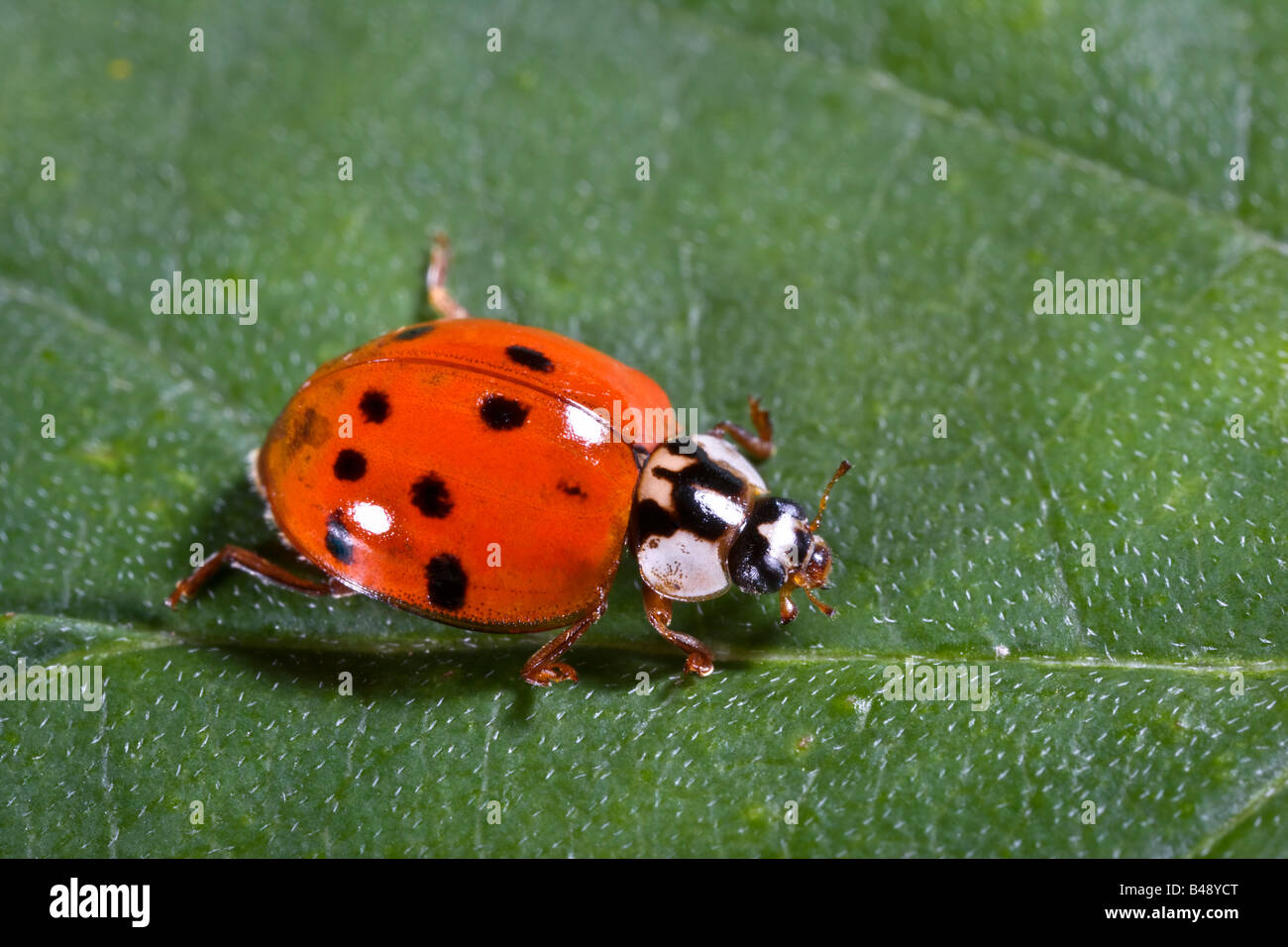 Lady Bug Harmonia axyridis Banque D'Images